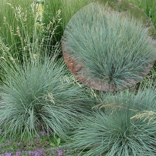 Helictotrichon sempervirens 'Saphirsprudel' - Igihaljas kaerand 'Saphirsprudel' P9/0,55L  